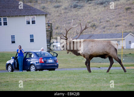 Wapiti, Elche (Cervus Elaphus Canadensis, Cervus Canadensis), Spurrinnen Stier Elch in der Stadt, Mammoth Hot Springs, Yellowstone-Nationalpark, Wyoming, USA Stockfoto