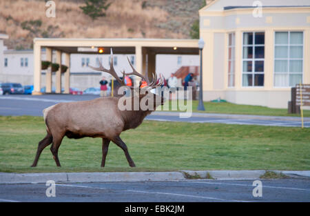 Wapiti, Elche (Cervus Elaphus Canadensis, Cervus Canadensis), Spurrinnen Stier Elch stehend auf Rasen in der Stadt, Mammoth Hot Springs, Yellowstone-Nationalpark, Wyoming, USA Stockfoto