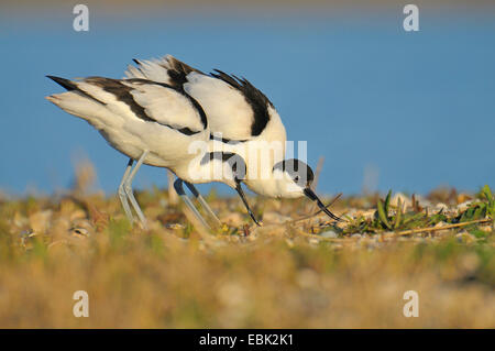 Trauerschnäpper Säbelschnäbler (Recurvirostra Avosetta), auf den Feed, Niederlande, Texel Stockfoto