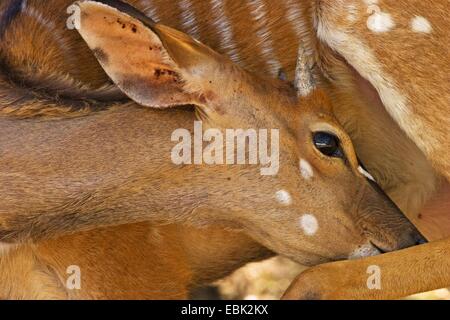 Nyala (Tragelaphus Angasi), Männlich, South Africa, Kwazulu-Natal, Mkuze Game Reserve Stockfoto