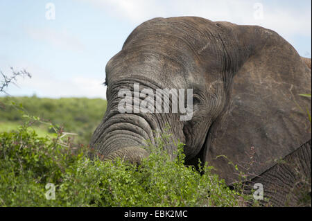 Afrikanischer Elefant (Loxodonta Africana), Fütterung auf Strauch, Porträt, Süd Afrika, Eastern Cape, Addo Elephant National Park Stockfoto