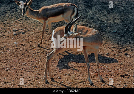 subgutturosa Gazelle, arabischen Sand Gazelle (Gazella Subgutturosa Subgutturosa), putzen Stockfoto