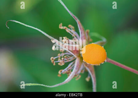 Rose Rost (Phragmidium Mucronatum), Rose Rost auf stachelige Rose hip, Rosa Acicularis, Kanada, Yukon-Territorium, Kluane National Park Stockfoto