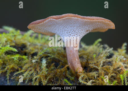 Winter Polypore (Polyporus Brumalis), auf moosigen Totholz, Deutschland, Schleswig-Holstein Stockfoto