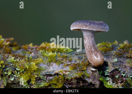 Winter Polypore (Polyporus Brumalis), auf moosigen Totholz, Deutschland, Schleswig-Holstein Stockfoto