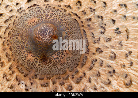 Parasol (Macrolepiota Procera, Lepiotia Procera), Detail, Deutschland, Sachsen, Oberlausitz Stockfoto