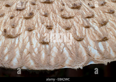 Parasol (Macrolepiota Procera, Lepiotia Procera), Detail, Deutschland, Sachsen, Oberlausitz Stockfoto