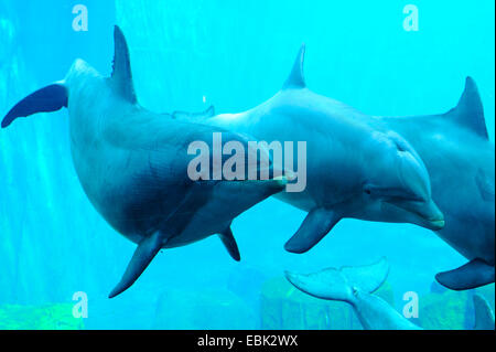 Bottlenosed Delphin, gemeiner Flasche – Nosed Delfin (Tursiops Truncatus), unter Wasser Stockfoto