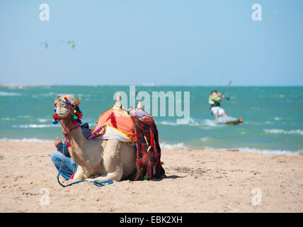 Dromedar Kamel auf ägyptischen Strand im Sommer mit Kite-Surfer im Hintergrund Stockfoto