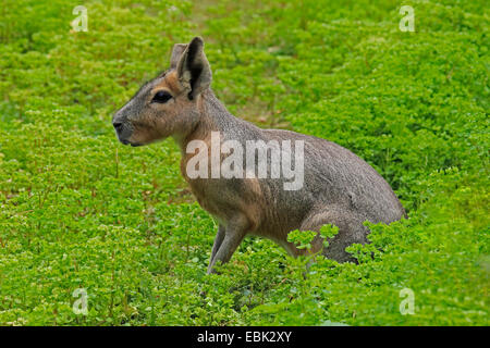 Patagonische Cavia (Dolichotis Patagonum), sitzt unter Pflanzen Stockfoto