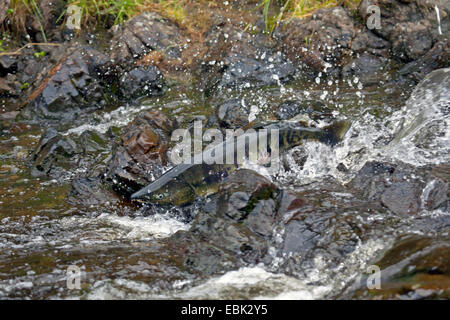 Chum Lachs (Oncorhynchus Keta), Fisch Lachs Migration in Eagle River, USA, Alaska, Tongass National Forest Stockfoto