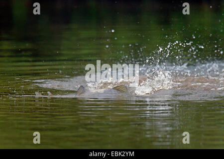 Schleie (Tinca Tinca), Schleien während der Laichzeit würzen, Deutschland, Schleswig-Holstein Stockfoto