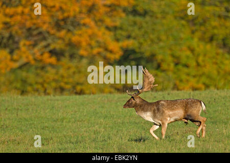 Damwild Hirsche (Dama Dama, Cervus Dama), Hirsch, zu Fuß über eine Wiese, Deutschland, Schleswig-Holstein Stockfoto