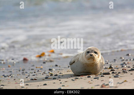 Harbor Seal, Seehunde (Phoca Vitulina), Juvenile am Strand, Deutschland, Schleswig-Holstein, Helgoland, Schleswig-Holstein-Nationalpark Wattenmeer Stockfoto