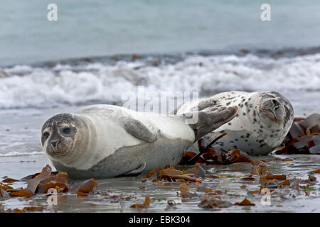 Harbor Seal, gemeinsame Dichtung (Phoca Vitulina), zwei Hafen dichtet schlafen am Strand, Deutschland, Schleswig-Holstein, Helgoland, Schleswig-Holstein-Nationalpark Wattenmeer Stockfoto