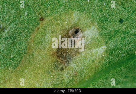 Holly Leafminer (Phytomyza Ilicis), Beschädigung eines Blattes der gemeinsamen Stechpalme, Ilex aquifolium Stockfoto