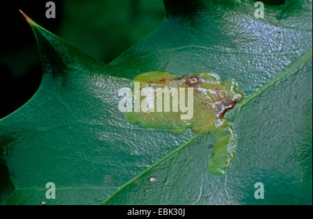 Holly Leafminer (Phytomyza Ilicis), Beschädigung eines Blattes der gemeinsamen Stechpalme, Ilex aquifolium Stockfoto