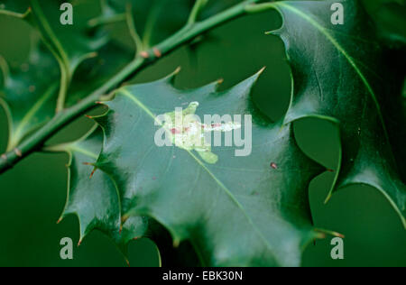 Holly Leafminer (Phytomyza Ilicis), Beschädigung eines Blattes der gemeinsamen Stechpalme, Ilex aquifolium Stockfoto