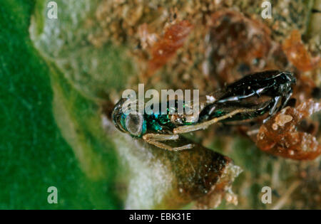 Holly Leafminer (Phytomyza Ilicis), Pest am gemeinsamen Holly, Ilex Aquifolium, Puppe mit parasitoiden Wespen (Chalcidoidea) Stockfoto