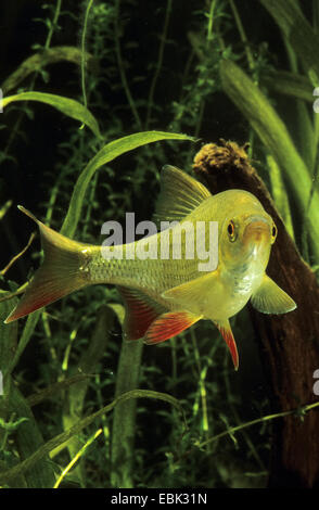 Rotfeder (Scardinius Erythrophthalmus), unter Wasser, Deutschland Stockfoto