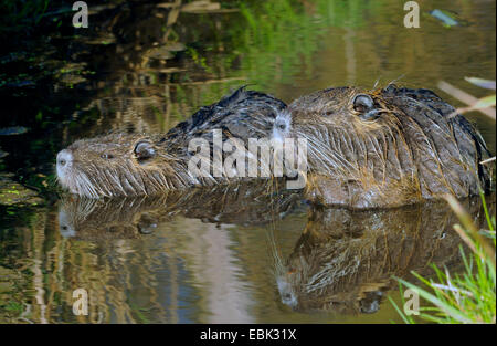 Nutrias, Nutria (Biber brummeln), zwei Sumpfbiber am Ufer Flusses, Deutschland, Lippe Stockfoto
