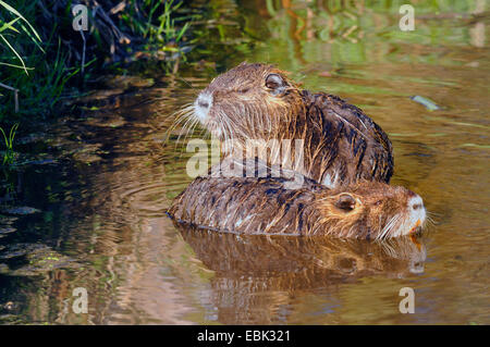 Nutrias, Nutria (Biber brummeln), zwei Sumpfbiber am Ufer des Flusses, Deutschland, Lippe Stockfoto