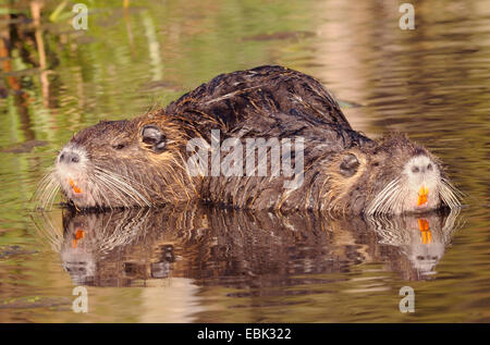 Nutrias, Nutria (Biber brummeln), zwei Sumpfbiber am Ufer des Flusses, Deutschland, Lippe Stockfoto