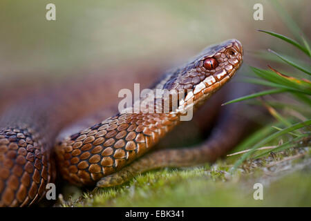 Addierer, gemeinsame Viper, gemeinsame europäische Viper (Vipera Berus), Porträt, Seitenansicht, Dänemark, Jylland Stockfoto