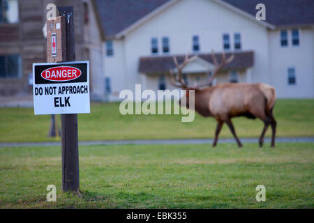 Wapiti, Elche (Cervus Elaphus Canadensis, Cervus Canadensis), Spurrinnen Stier Elch stehend auf Rasen in der Stadt, Mammoth Hot Springs, Yellowstone-Nationalpark, Wyoming, USA Stockfoto