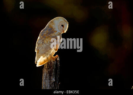 Schleiereule (Tyto Alba), Schleiereule, sitzt auf einem abgestorbenen Baum, Großbritannien, Schottland Stockfoto