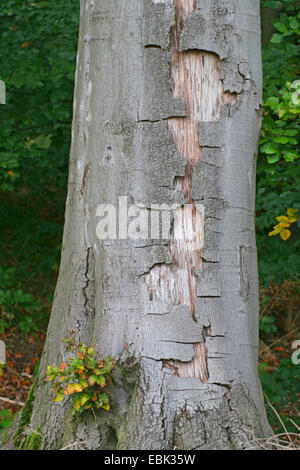 Rotbuche (Fagus Sylvatica), Sonne verbrennen des Stammes an einem Waldrand, Deutschland Stockfoto