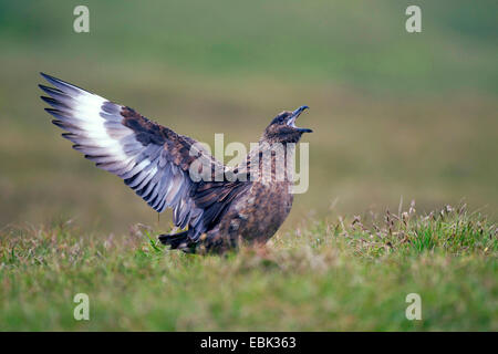 Great Skua (Stercorarius Skua, Catharacta Skua)), Anzeige in eine Wiese, Großbritannien, Schottland, Hermaness National Nature Reserve Stockfoto