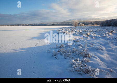 Tierspuren über Loch Insh in Winter, Großbritannien, Schottland, Cairngorm National Park Stockfoto