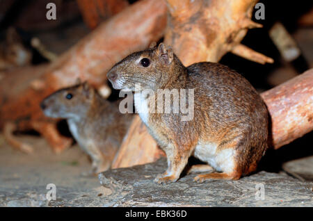 Rock, Cavia, Moco (Kerodon Rupestris), Portrait von zwei Tieren, die nebeneinander sitzen Stockfoto