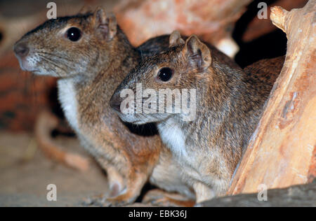 Rock, Cavia, Moco (Kerodon Rupestris), Portrait von zwei Tieren, die nebeneinander sitzen Stockfoto