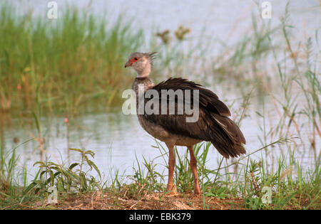 Crested Screamer, südlichen Screamer (Chauna Torquata, Chauna Cristata), stehen auf der Wiese am Ufer eines Sees Stockfoto