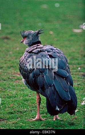 Crested Screamer, südlichen Screamer (Chauna Torquata, Chauna Cristata), sitzen auf einer Wiese Stockfoto