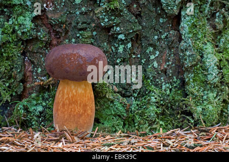 Bucht Bolete (Boletus Badius, Xerocomus Badius), an einem Baum, Dänemark, Jylland Stockfoto