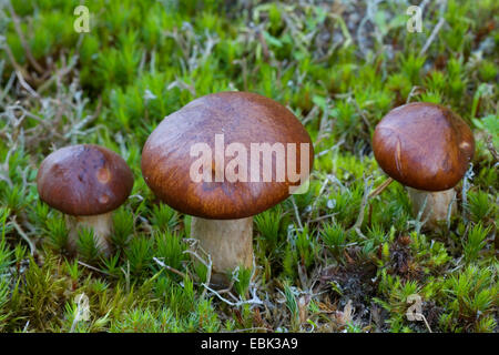 glatt-Buchse (Suillus Luteus), Moos, Dänemark, Jylland Stockfoto