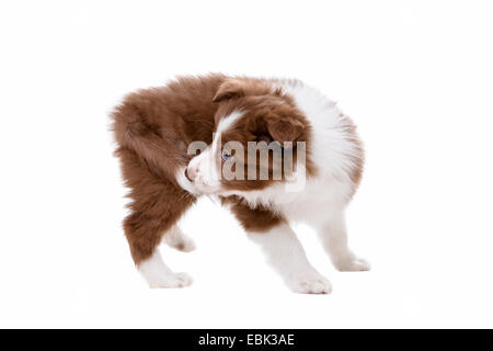 Border Collie Welpen Hund vor einem weißen Hintergrund eine eigene Rute beißen Stockfoto