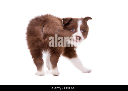 Border Collie Welpen Hund beißen Schwanzspitze vor einem weißen Hintergrund Stockfoto