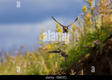 Uferschwalbe (Riparia Riparia), Flying, Oblast Murmansk, Russland, Kola Stockfoto