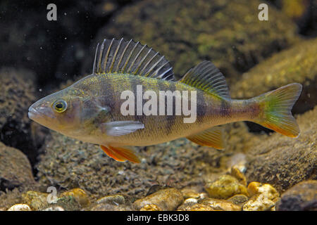 Barsch, Europäische Barsch, Redfin Barsch (Percha Fluviatilis), einzelnen, Deutschland Stockfoto