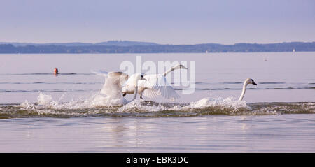 Höckerschwan (Cygnus Olor), Wasser, Deutschland, Bayern, See Chiemsee ab Stockfoto