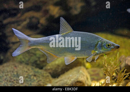 East European Brassen, Zaehrte, baltischen Zährte, Zährte Brassen, Zährte, Zanthe, Zarte (Zährte Zährte, Abramis Zährte), einzelne Individuum, Deutschlad Stockfoto