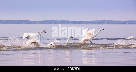 Höckerschwan (Cygnus Olor), Wasser, Deutschland, Bayern, See Chiemsee ab Stockfoto