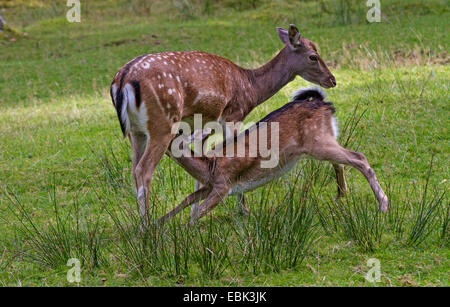 Damhirsch (Dama Dama, Cervus Dama), Weiblich, Krankenpflege, Deutschland Stockfoto