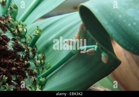 Baum Tumbo, Tumboa, Welwitschia (Welwitschia Mirabilis), männliche Zapfen Stockfoto