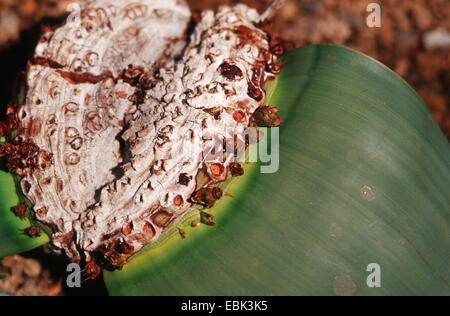 Baum Tumbo, Tumboa, weibliche Pflanze Welwitschia (Welwitschia Mirabilis) Stockfoto