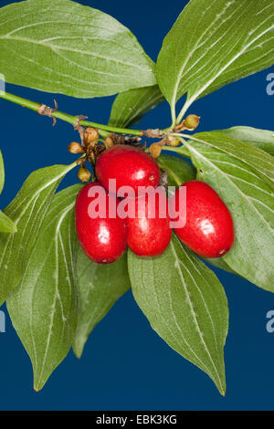 Cornelian Cherry Wood (Cornus Mas), Zweig mit Früchten, Deutschland Stockfoto